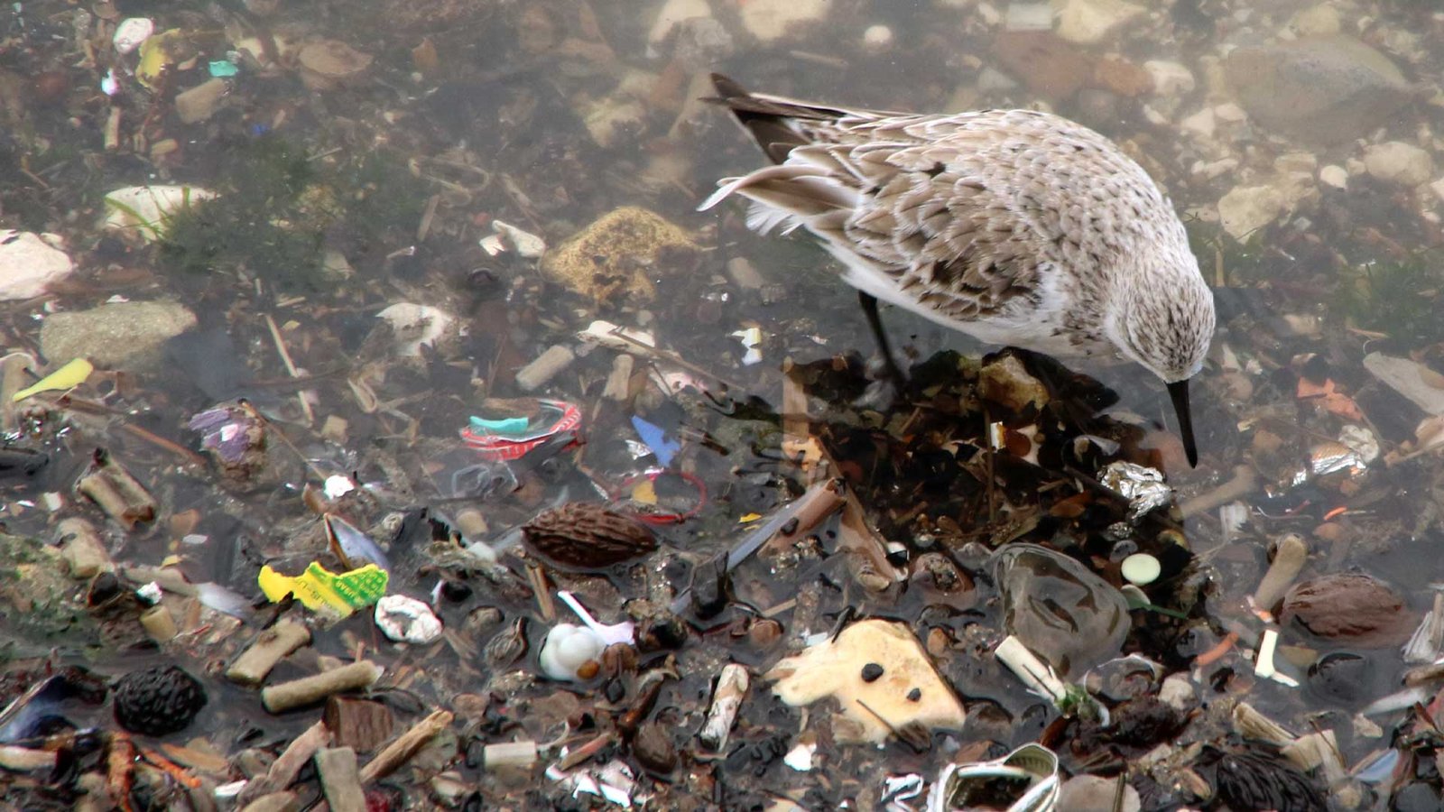 Environmental impacts and disasters