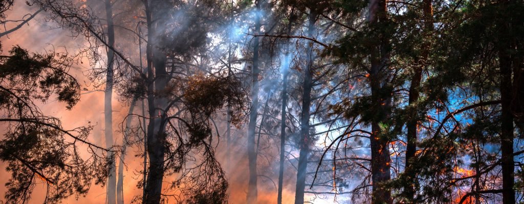 Wildfire damage in a residential community